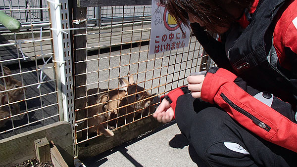 ウサギも可愛い